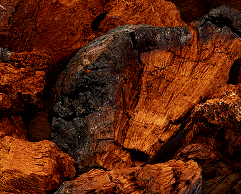 Close up image of pieces of Chaga mushrooms.